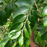 Holoptelea integrifolia (Roxb.) Planch.